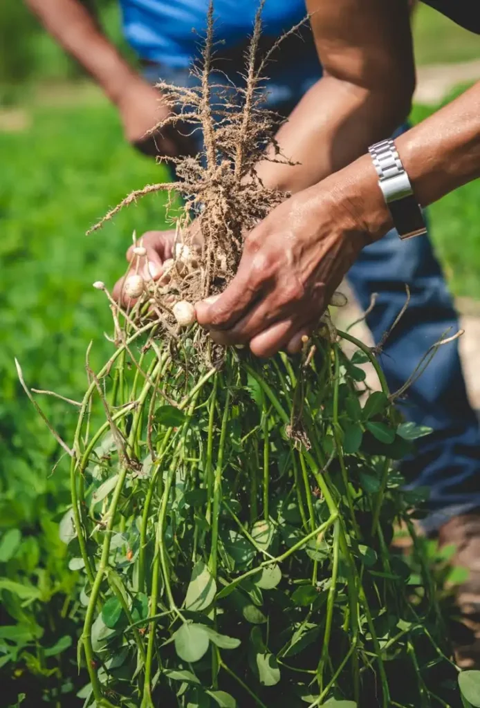 closeup of person's hands holding plant upside down with roots exposed, with a second person standing in the background